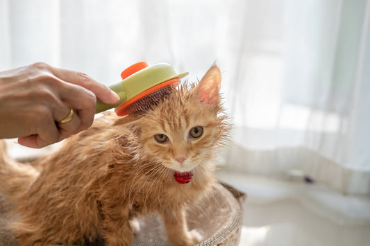 Common Cat Grooming Mistakes and How to Avoid Them